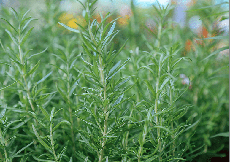 TarCasso explains the health benefits of Rosmary