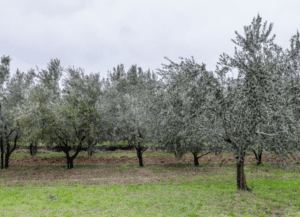 Tergeste Extra Vergine Olivenöl aus Triest