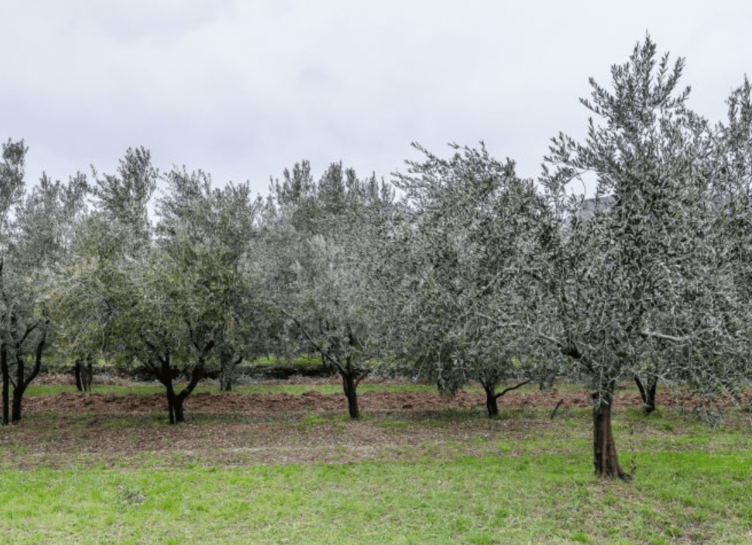 Tergeste Extra Vergine Olivenöl aus Triest